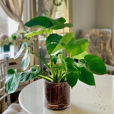 Hydro Indoor Plants
