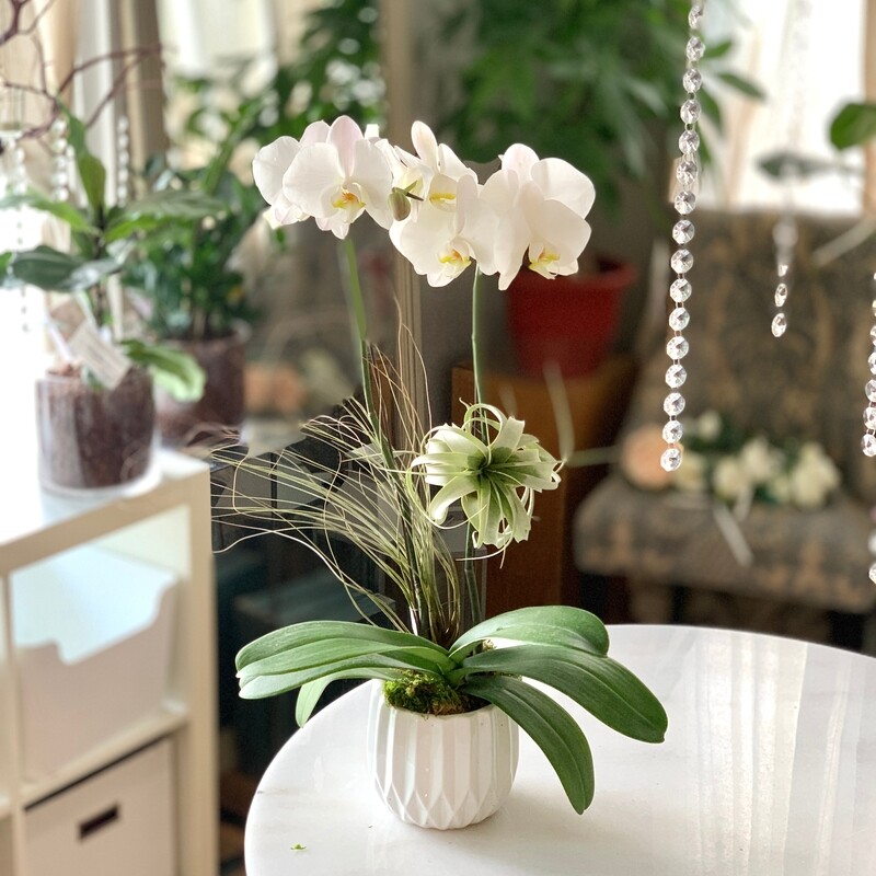 Premium Orchid &amp; AirPlants
