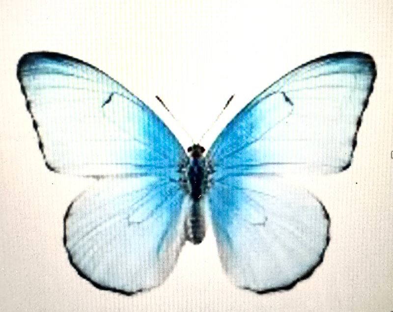 IN FLOWER Custom Order Checkout