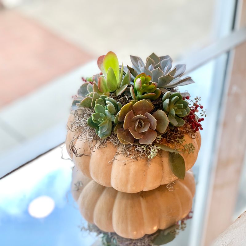 Harvest pumpkin Garden Workshop