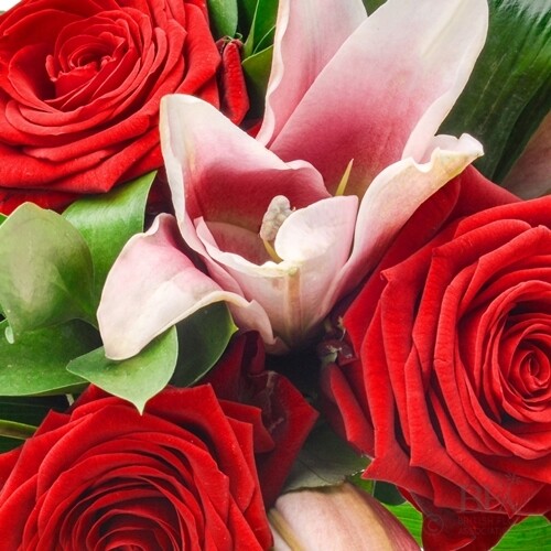 Lillie&#39;s &amp; Rose&#39;s