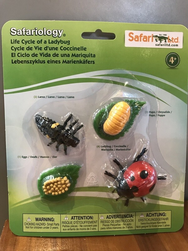 662716 Life Cycle Of A Ladybug