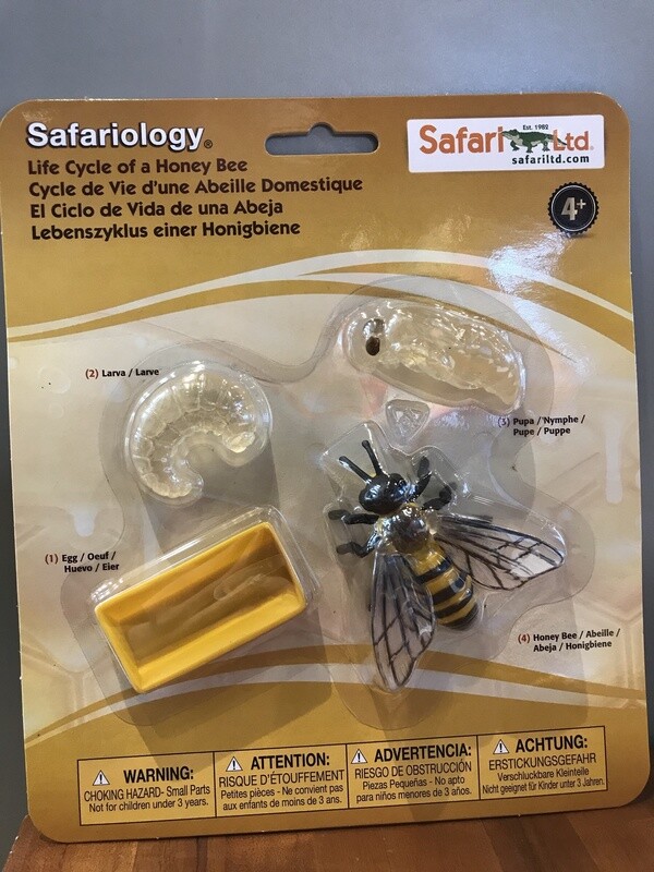622716 Life Cycle Of A Honey Bee