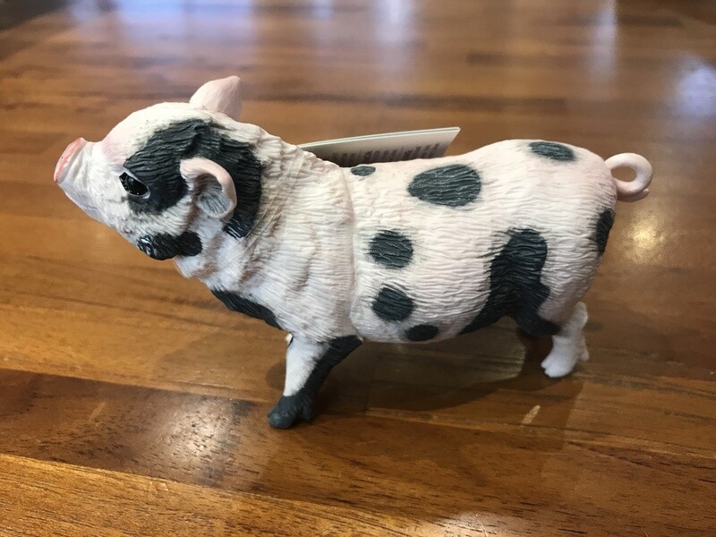 266029 Pot-Bellied Pig