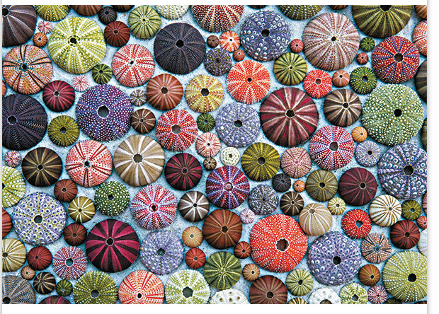 80-05488 1000pc, Sea urchins
