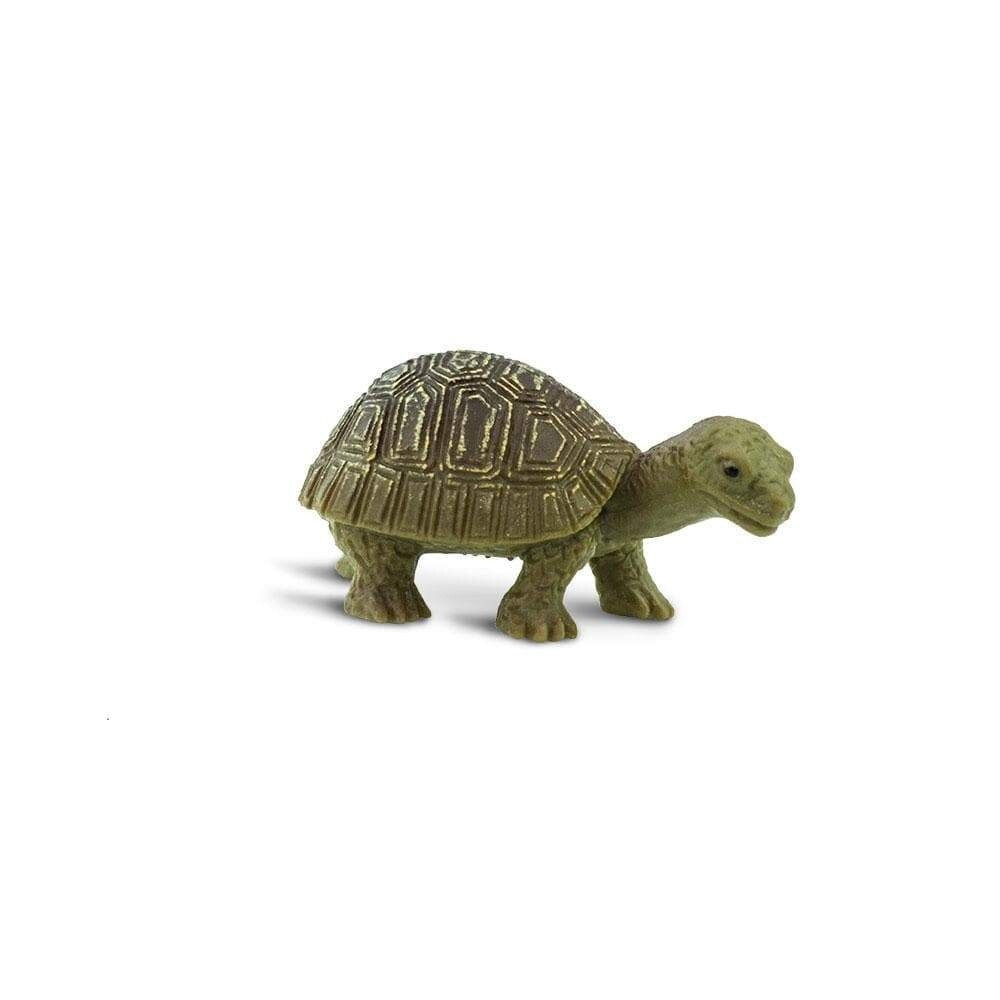 100173 Tortoises