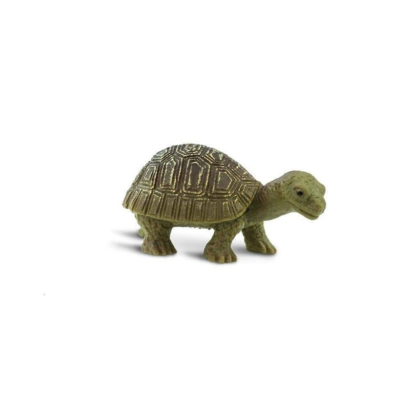 100173 Tortoises