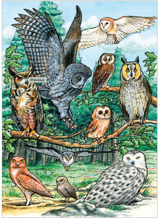 58810 North American Owls (tray)