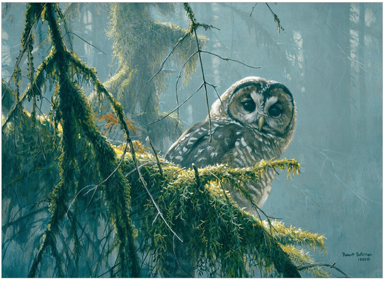 85002 Mossy Branches - Spotted Owl