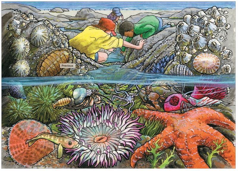 58805 Exploring the Seashore (tray)