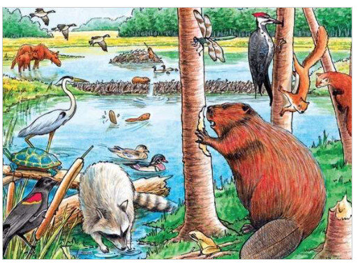 58802 The Beaver Pond (tray)
