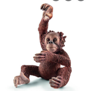 14776 Young orangutan