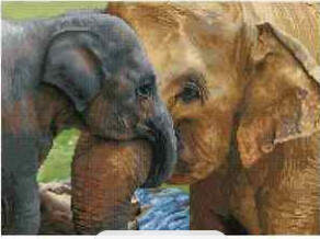 DQ10.011 Baby&#39;s Comfort