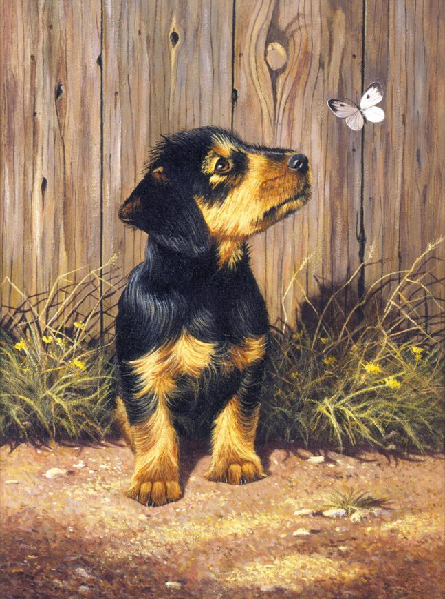 R-05694 PBN Daschund Puppy