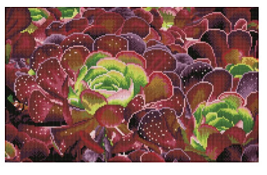 DQ9.008 Succulents