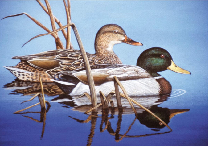 R-94347 Adult PBN Blue Water Mallards