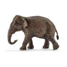 14753 Asian elephant, female