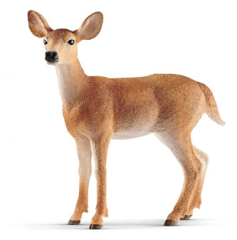 14819 White-tailed doe
