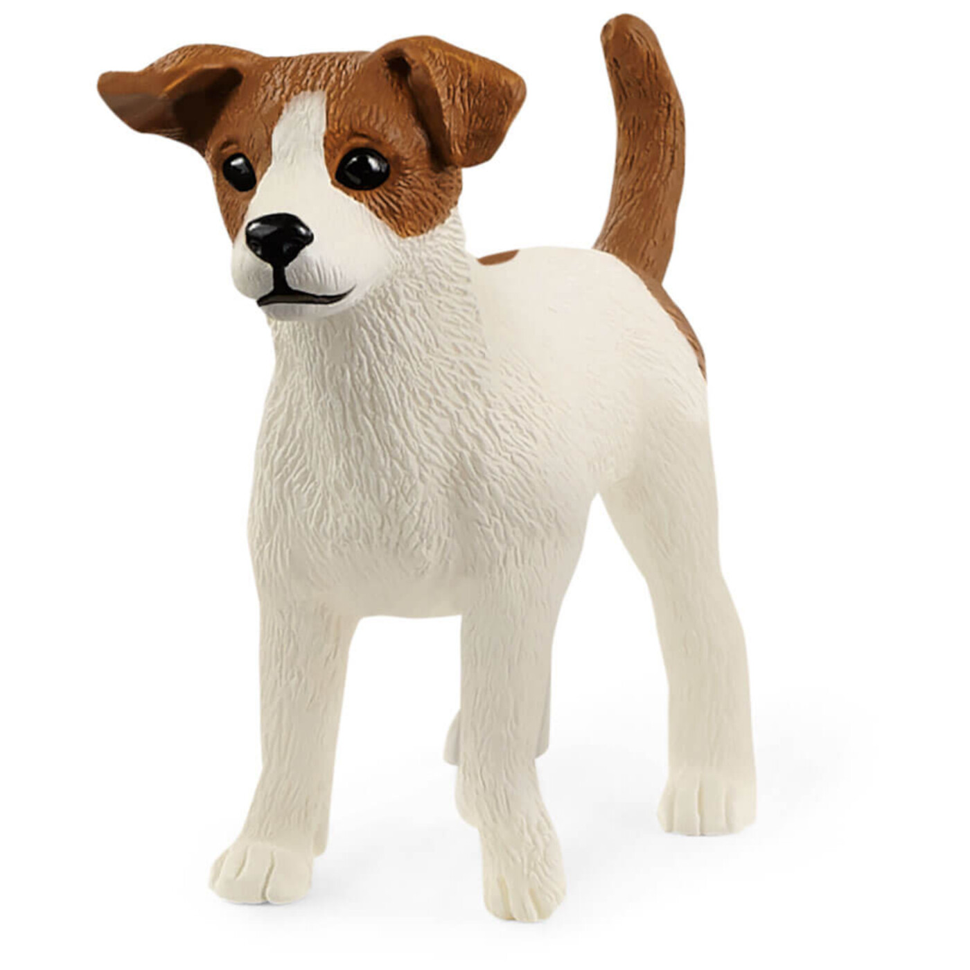 13916 Jack Russell Terrier
