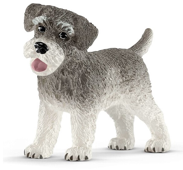 13892 Miniature schnauzer