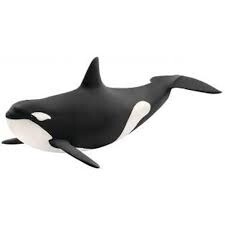 14807 Killer Whale