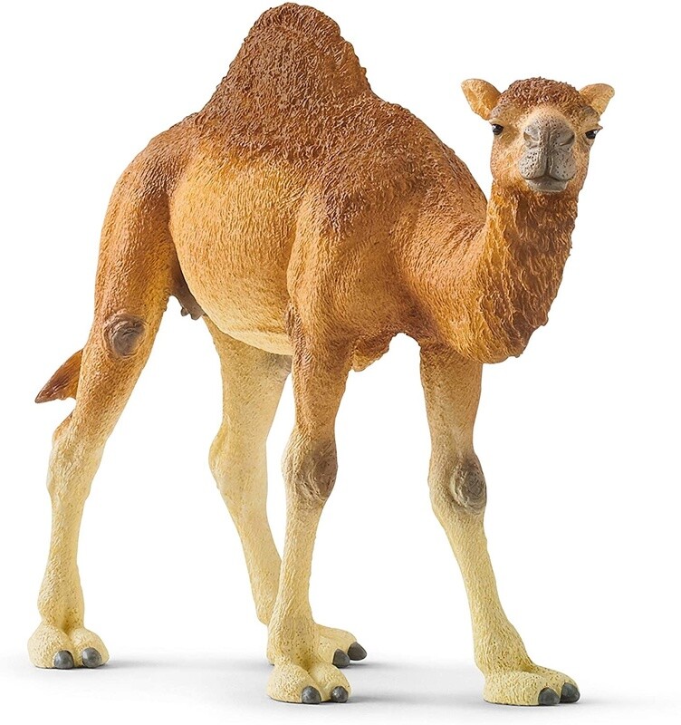14832  Dromedary
