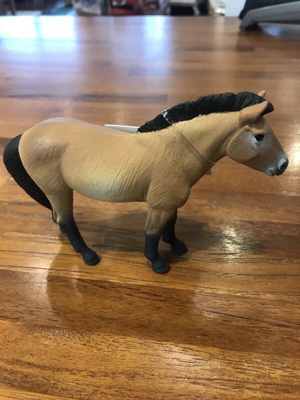 153505 Przewalskis Horse