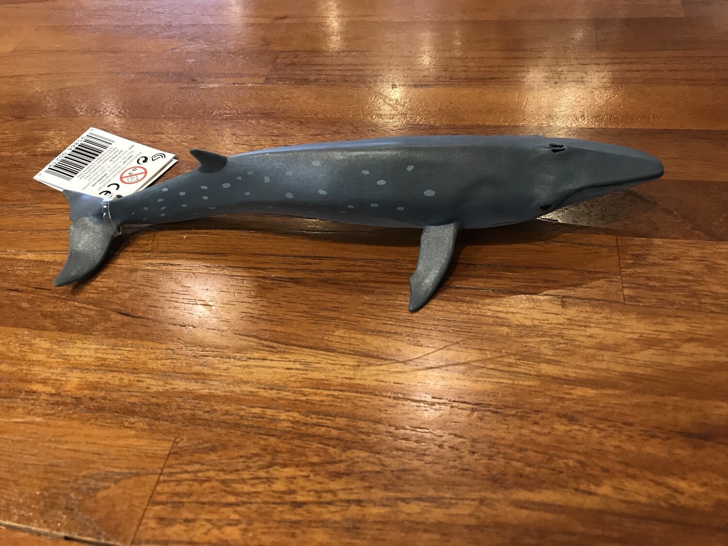 100098 Sei Whale