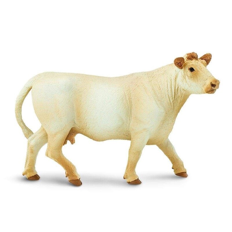 231229 Charolais Cow