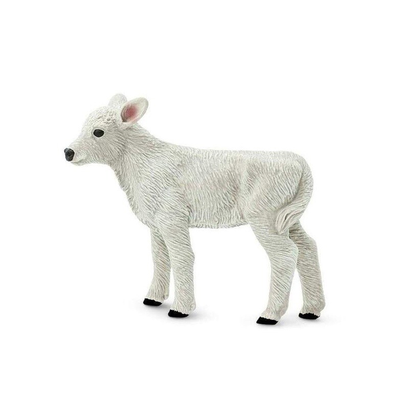 161729 Brown Swiss Calf