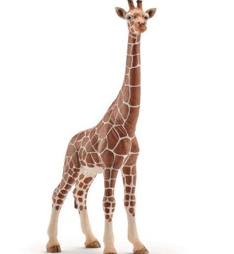 14750 Giraffe, female