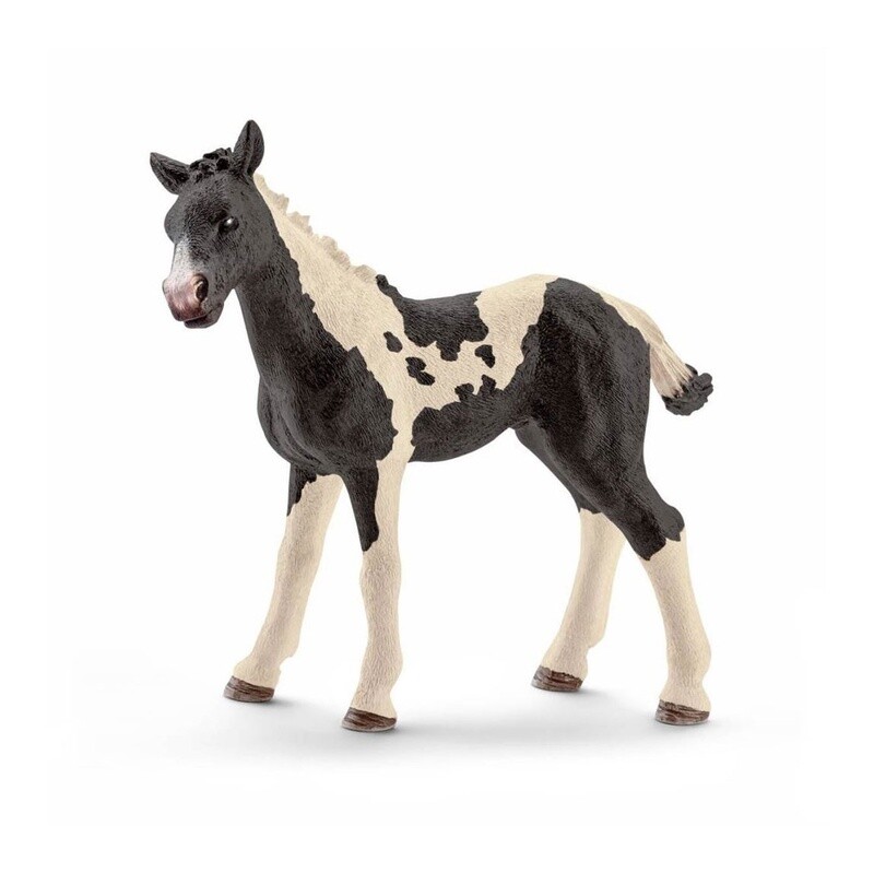 13803 Pinto foal