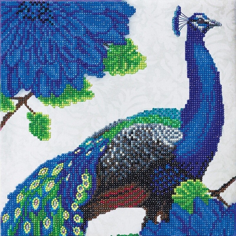 CA-48945CA Kit (Medium) - Flowering Peacock