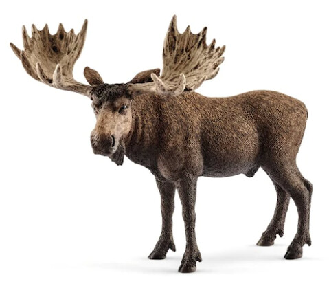 14781 Moose bull