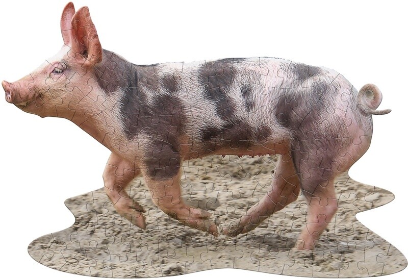 M-56946 I AM Lil' Pig (100 pc)