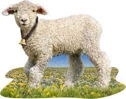 M-45737 I AM Lil' Lamb (100 pc)