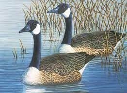 R-07062 Large PBN Geese