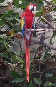 R-38796 PBN Scarlet Macaw