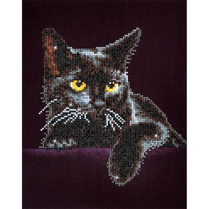 DD5001 Midnight Cat
