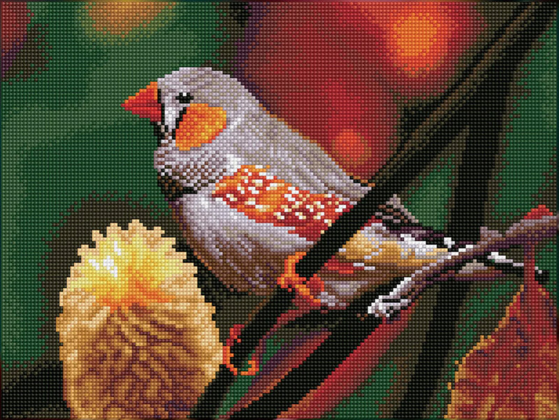 DQ8.016 Gouldian Finch
