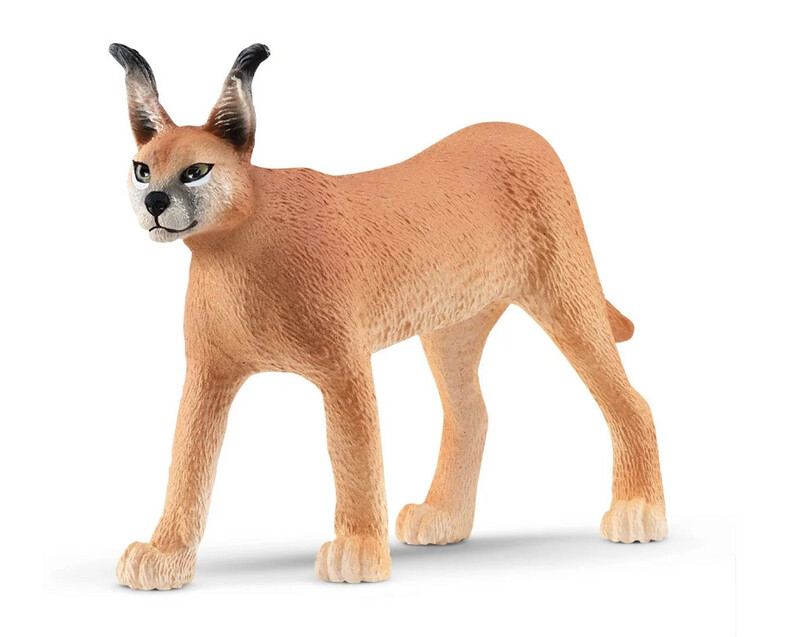 14867 Caracal female