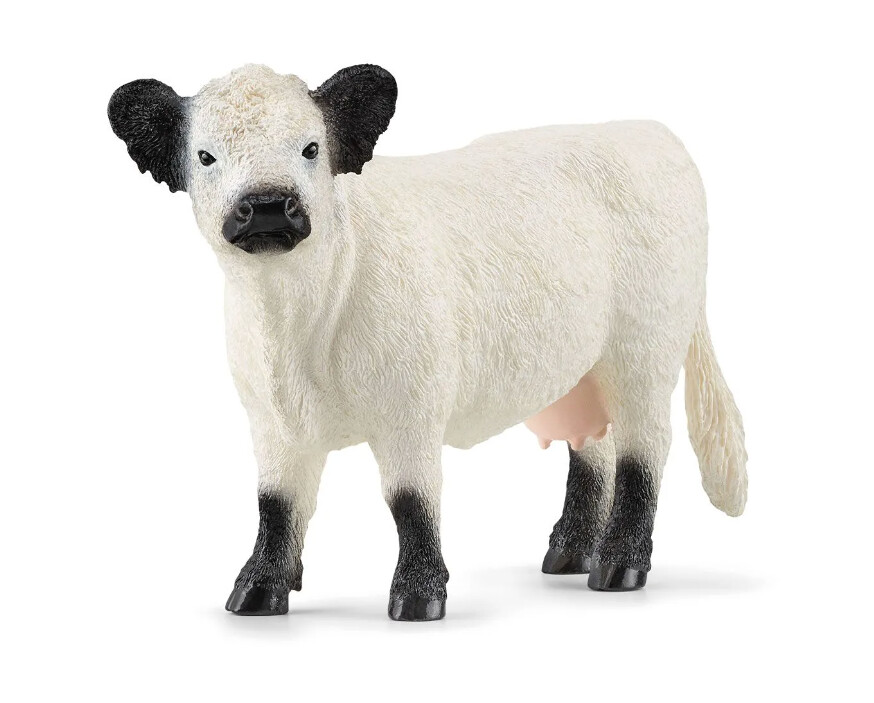 13960 Galloway Cattle