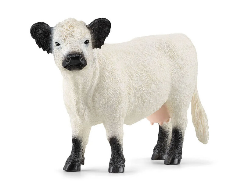 13960 Galloway Cattle