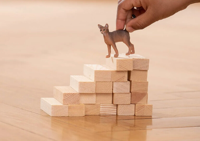 13964 Abyssinian Cat