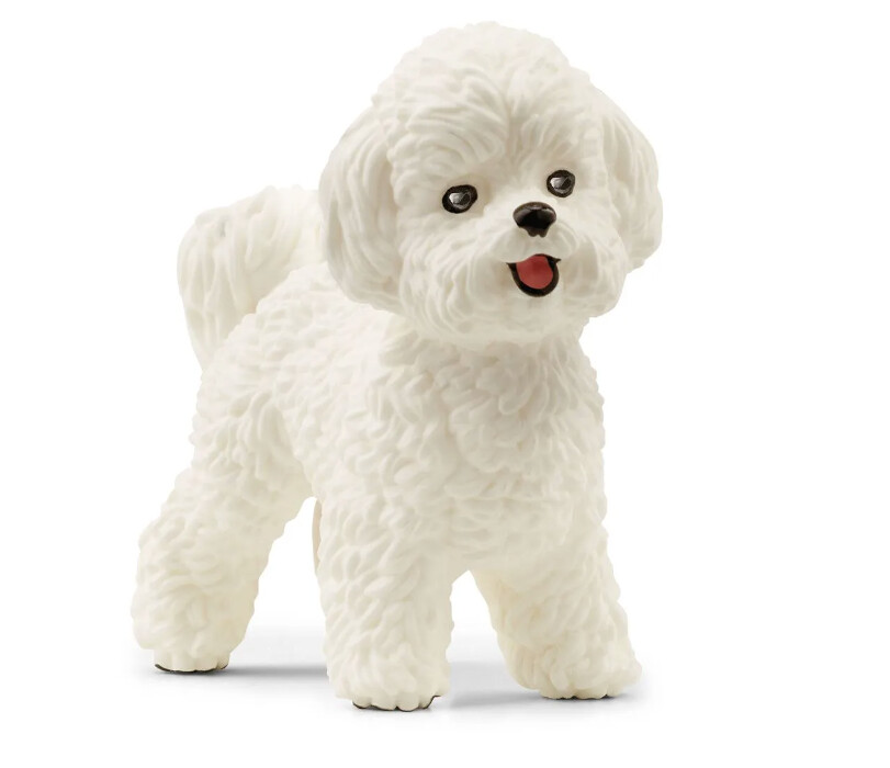 13963 Bichon Frise