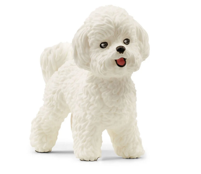 13963 Bichon Frise