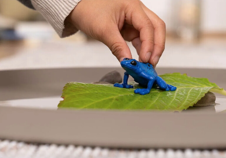 14864 Poison dart frog