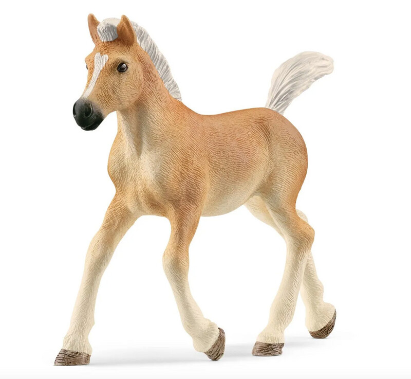 13951 Haflinger foal