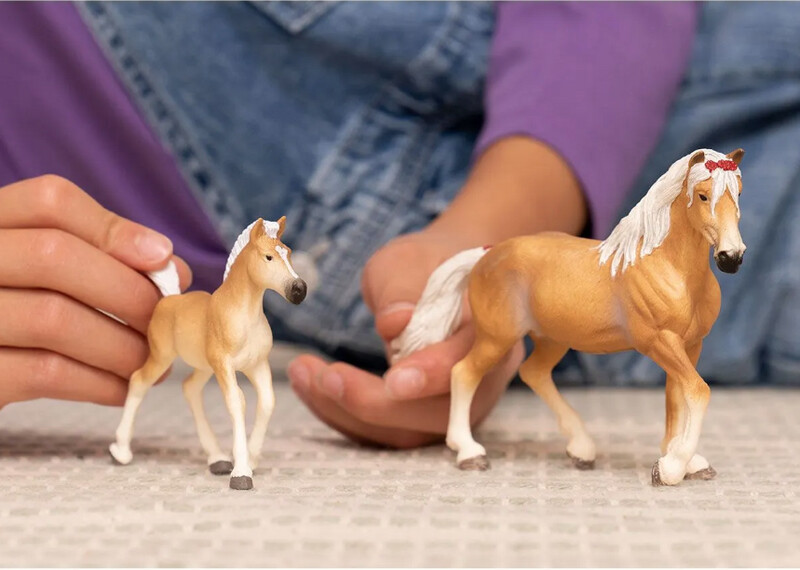 13951 Haflinger foal