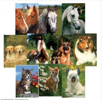 DT-902 Animals - mini puzzle (40 in PDQ)